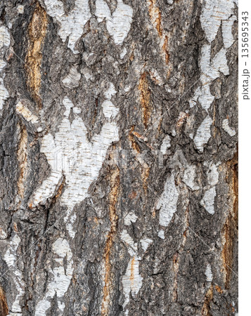 The texture of the birch bark. 135695343