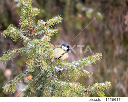 Cute bird Great tit, songbird sitting on a branch with snow in the autumn or winter. 135695344