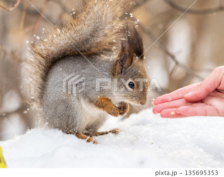 Squirrel eats nuts from a man's hand. Caring for animals in winter or autumn. 135695353