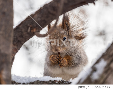 The squirrel sits on white snow 135695355