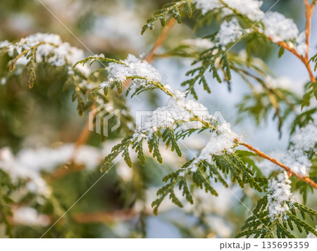Close-up of thuja in snow. Thuja branch covered with layer of snow. White background. Green thuja branches are covered with frost outdoors in winter. Close-up of thuja in snow. Thuja branch covered with layer of snow. White background. Green thuja branches are covered with frost outdoors in winter. 135695359