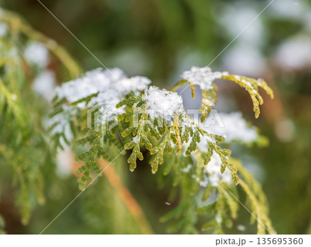 Close-up of thuja in snow. Thuja branch covered with layer of snow. White background. Green thuja branches are covered with frost outdoors in winter. Close-up of thuja in snow. Thuja branch covered with layer of snow. White background. Green thuja branches are covered with frost outdoors in winter. 135695360