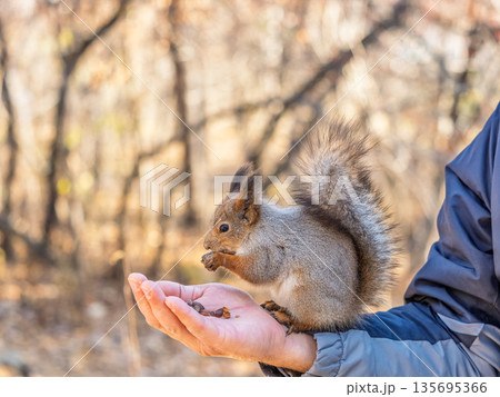 A squirrel in the spring or autumn eats nuts from a human hand. Eurasian red squirrel, Sciurus vulgaris 135695366