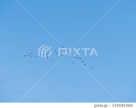 Flock of geese in flight Flock of geese in flight 135695369