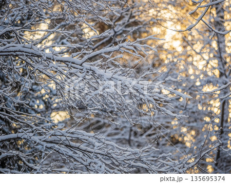 Tree branches in winter covered with snow and frost in snowfall. Frozen tree branches. Tree branches in winter covered with snow and frost in snowfall. Frozen tree branches. 135695374