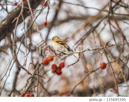 Brambling (Fringilla montifringilla) feeds on apples in winter. Brambling (Fringilla montifringilla) feeds on apples in winter. 135695390