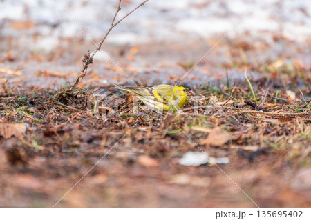 A male Eurasian siskin sits on the ground covered with dry leaves and grass. Carduelis spinus. song bird in the nature habitat. 135695402
