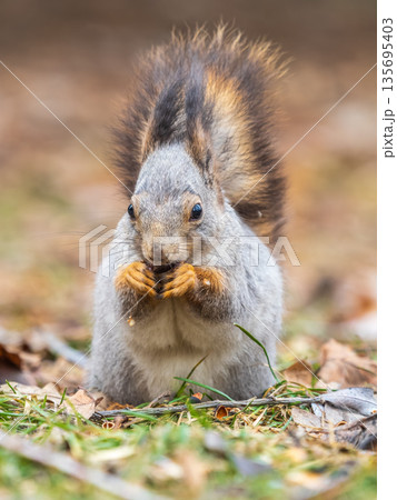 Squirrel in autumn or spring with nut on the green grass with fallen yellow leaves 135695403
