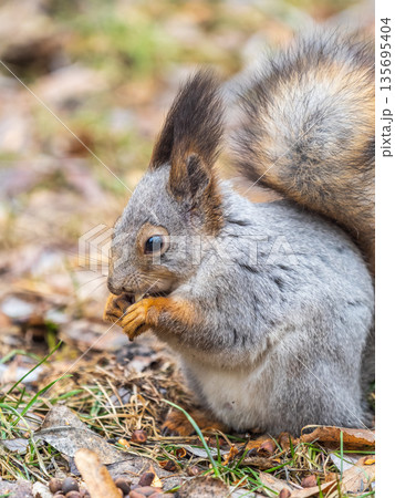Squirrel in autumn or spring with nut on the green grass with fallen yellow leaves 135695404