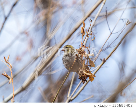 Eurasian siskin female, latin name spinus spinus, sitting on branch of tree. Cute little yellow songbird. 135695408