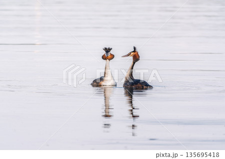 Mating games of two water birds Great Crested Grebes. Two waterfowl birds Great Crested Grebes swim in the lake with heart shaped silhouette 135695418