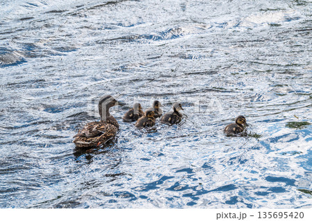 A family of ducks, a duck and its little ducklings are swimming in the water. The duck takes care of its newborn ducklings. Mallard, lat. Anas platyrhynchos A family of ducks, a duck and its little ducklings are swimming in the water. The duck takes care of its newborn ducklings. Mallard, lat. Anas platyrhynchos 135695420