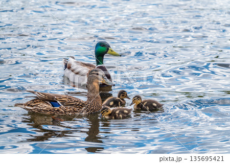 A family of ducks, a duck and its little ducklings are swimming in the water. The duck takes care of its newborn ducklings. Mallard, lat. Anas platyrhynchos A family of ducks, a duck and its little ducklings are swimming in the water. The duck takes care of its newborn ducklings. Mallard, lat. Anas platyrhynchos 135695421