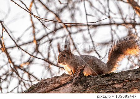 Portrait of a squirrel on a tree trunk 135695447