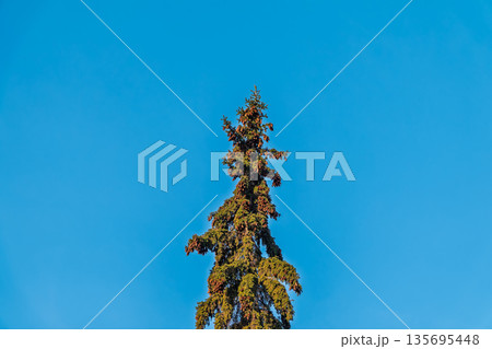 Green spruce branches with needles and cones against a blue sky in winter. Many cones on spruce. Fir tree. 135695448