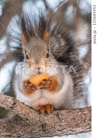 The squirrel with nut sits on tree in the winter or late autumn 135695453