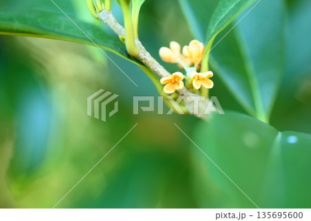 爽やか キンモクセイの花 爽やか キンモクセイの花 135695600