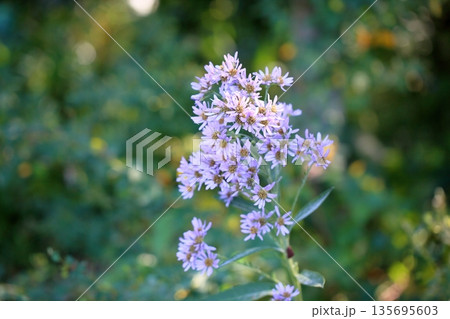 爽やか　シオンの花 135695603