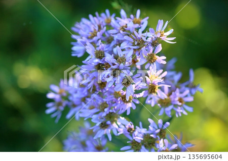 爽やか シオンの花 爽やか シオンの花 135695604