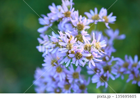 爽やか　シオンの花 135695605