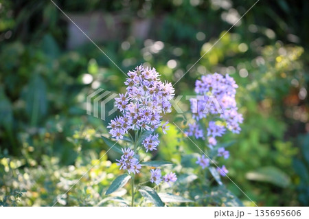 爽やか シオンの花 爽やか シオンの花 135695606