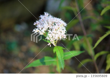 爽やか 藤袴 秋の七草 爽やか 藤袴 秋の七草 135695609