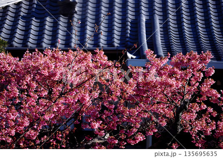 伊豆・万福寺の土肥桜 伊豆・万福寺の土肥桜 135695635