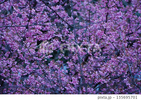 伊豆・土肥神社の土肥桜 伊豆・土肥神社の土肥桜 135695701