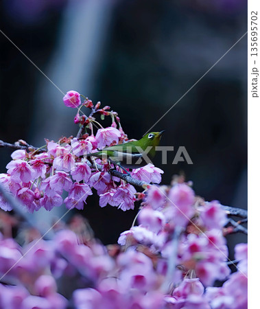 伊豆・土肥神社の土肥桜とメジロ 135695702