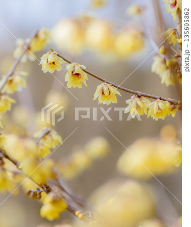 京都府立植物園の蝋梅 京都府立植物園の蝋梅 135695862