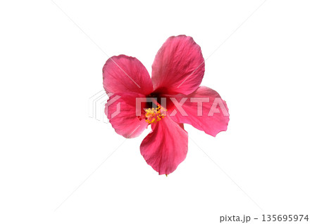 Pink hibiscus flower Pink hibiscus flower 135695974