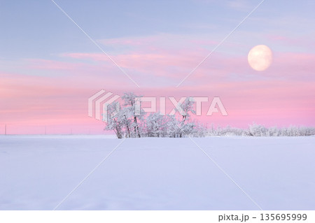 Pink sunrise in the field with big moon over trees. Pink sunrise in the field with big moon over trees. 135695999