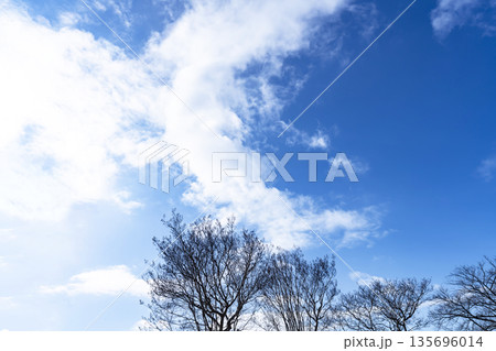冬空と雲と木立 冬空と雲と木立 135696014