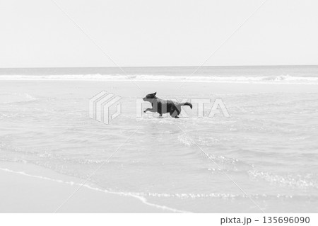 海で遊ぶ犬 135696090