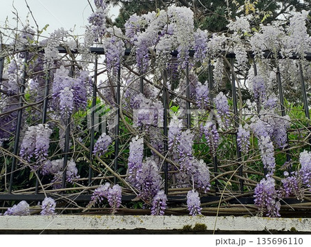 フランス　藤の花 135696110