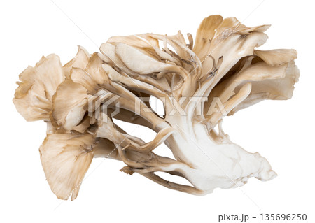 透明背景（png）にマイタケ 135696250