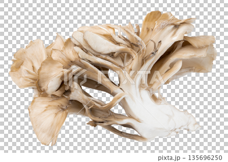 透明背景（png）にマイタケ 135696250