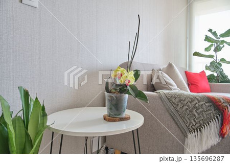 Orchid plant blooming in a modern living room interior Orchid plant blooming in a modern living room interior 135696287