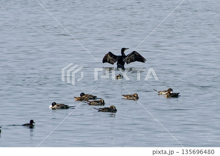 藤前干潟の水鳥 ウ科カワウ 藤前干潟の水鳥 ウ科カワウ 135696480