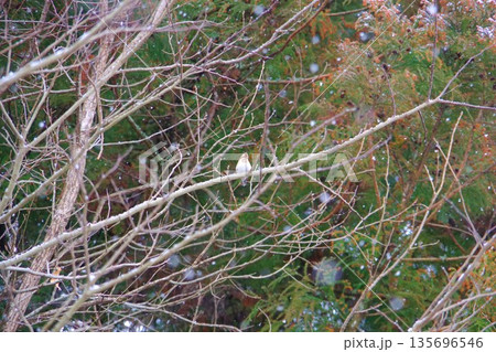 雪の朝の小鳥 135696546