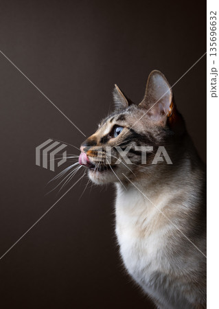 bengal cat profile view studio potrait 135696632