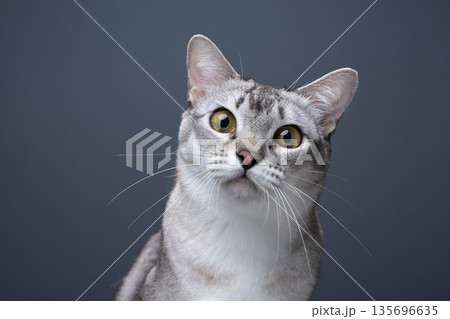 silver colored burmese cat portrait 135696635