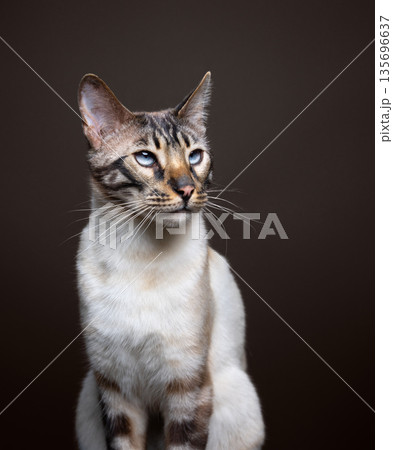 blue eyed bengal cat studio portrait 135696637