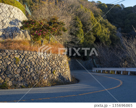 山茶花の花が咲く冬の五月山ドライブウェイ 山茶花の花が咲く冬の五月山ドライブウェイ 135696865