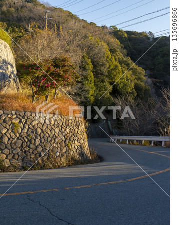 山茶花の花が咲く冬の五月山ドライブウェイ 山茶花の花が咲く冬の五月山ドライブウェイ 135696866