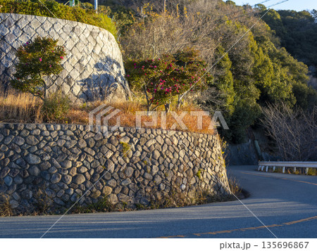 山茶花の花が咲く冬の五月山ドライブウェイ 135696867