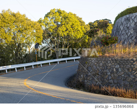 山茶花の花が咲く冬の五月山ドライブウェイ 135696868
