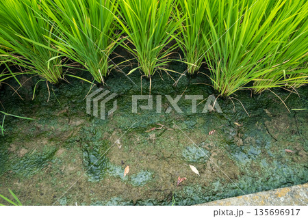 various various 135696917