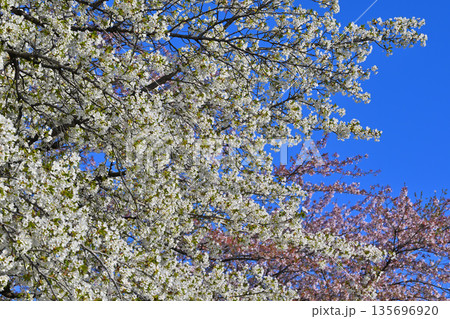 青空の中満開の赤城南面桜　　 135696920