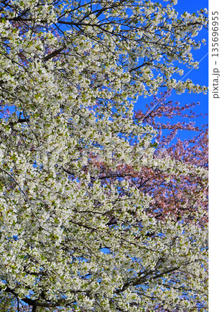 青空の中満開の赤城南面桜　　 135696955